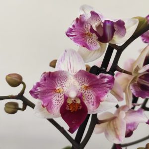Phalaenopsis V.12