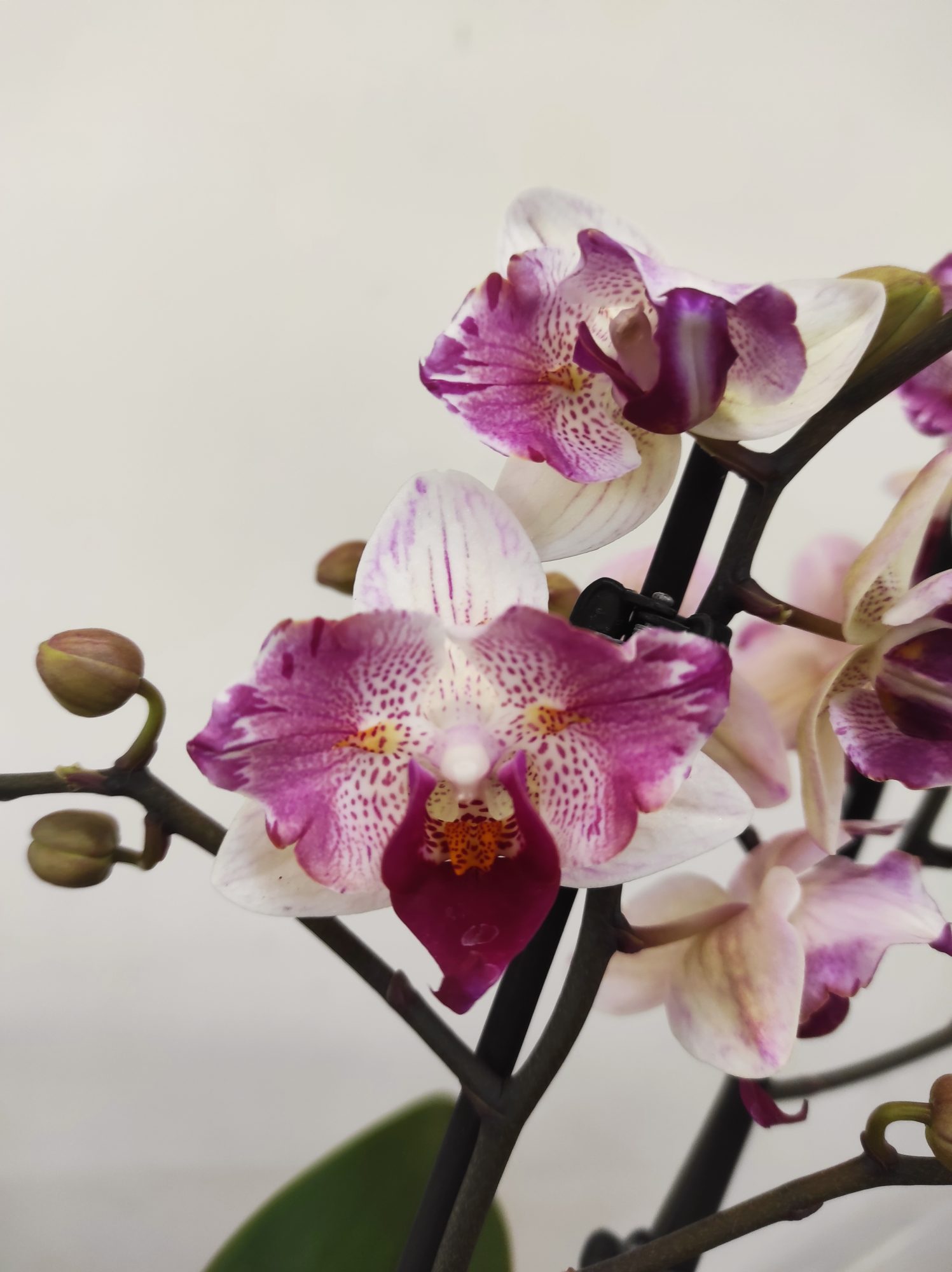 Phalaenopsis V.12