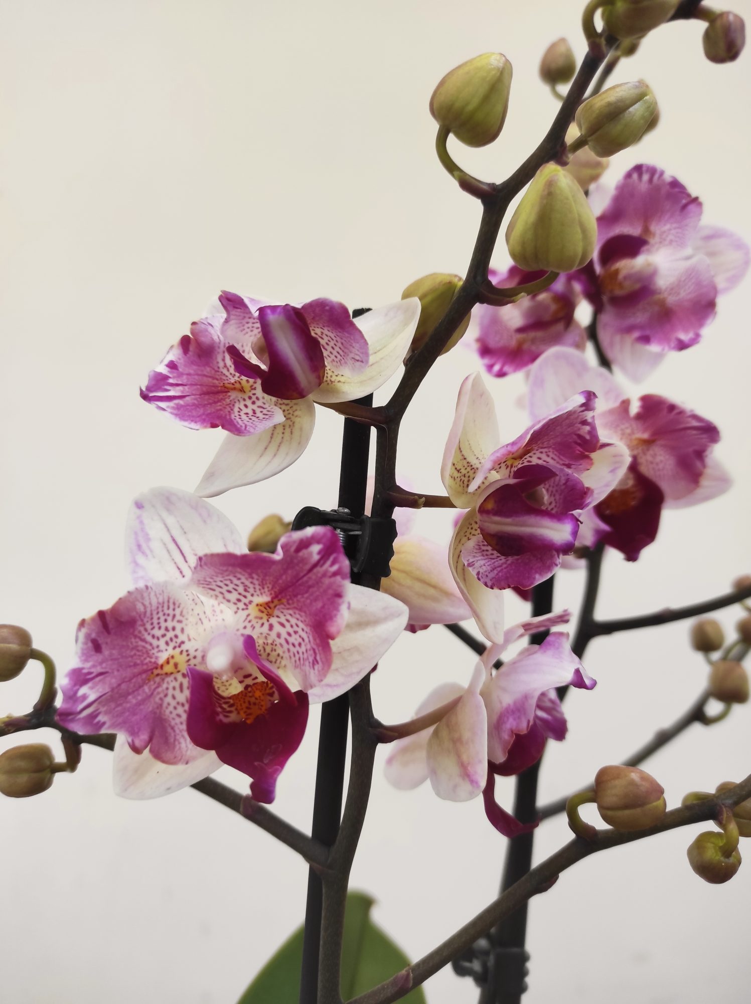 Phalaenopsis V.12 - Image 2