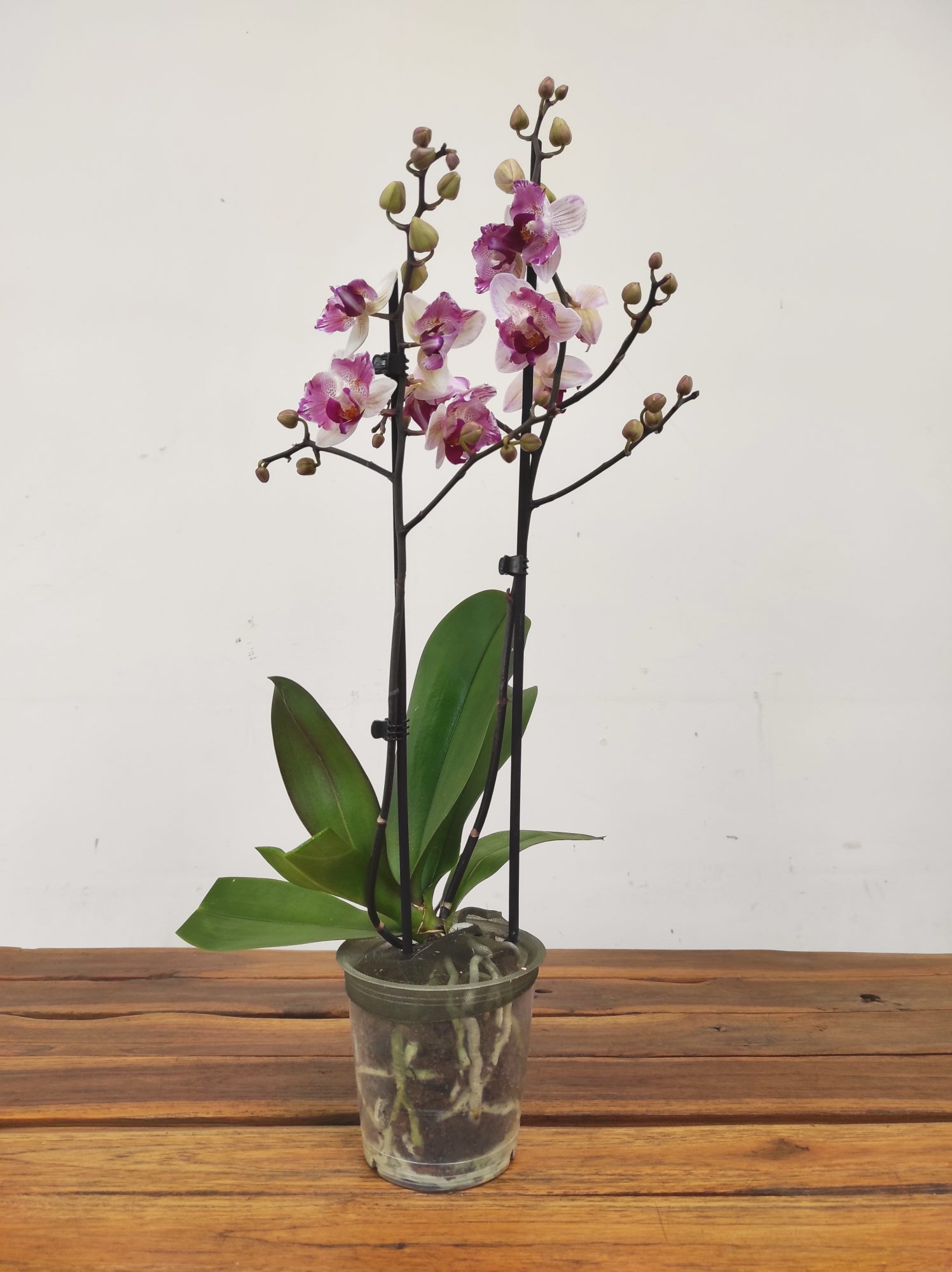 Phalaenopsis V.12 - Image 3