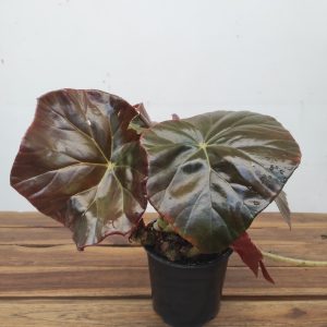 Begonia Red Fred