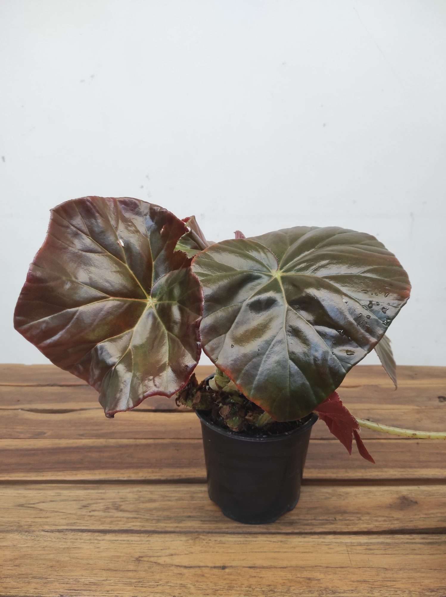 Begonia Red Fred