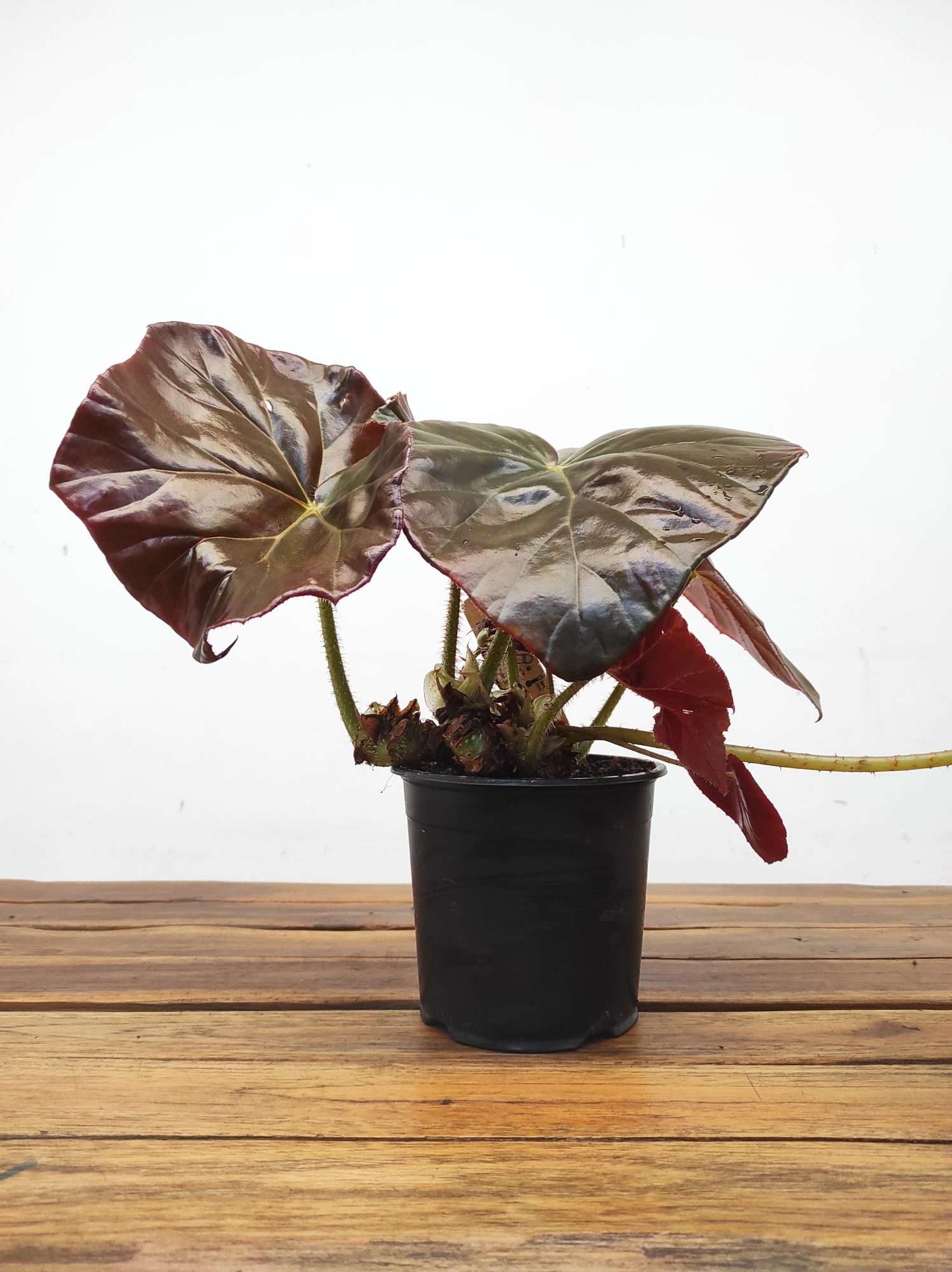 Begonia Red Fred - Image 2