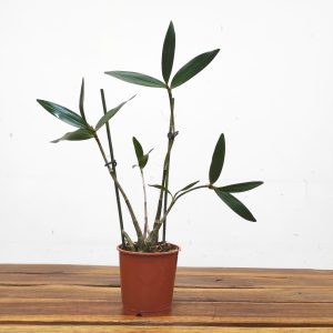 Dendrobium Kingianum - Sem Flor