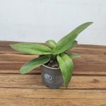 Paphiopedilum Sem Flor V.12