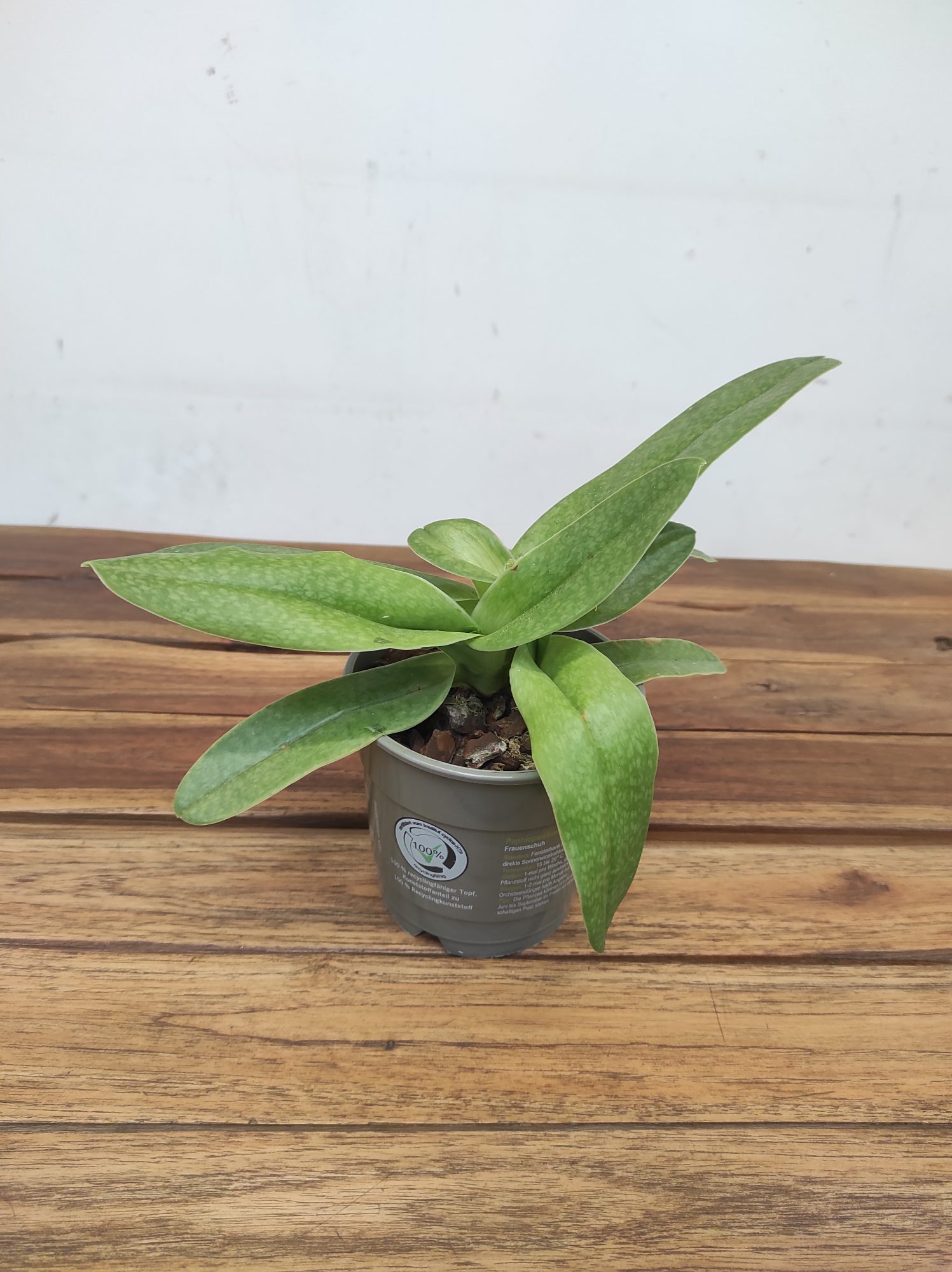 Paphiopedilum Sem Flor V.12