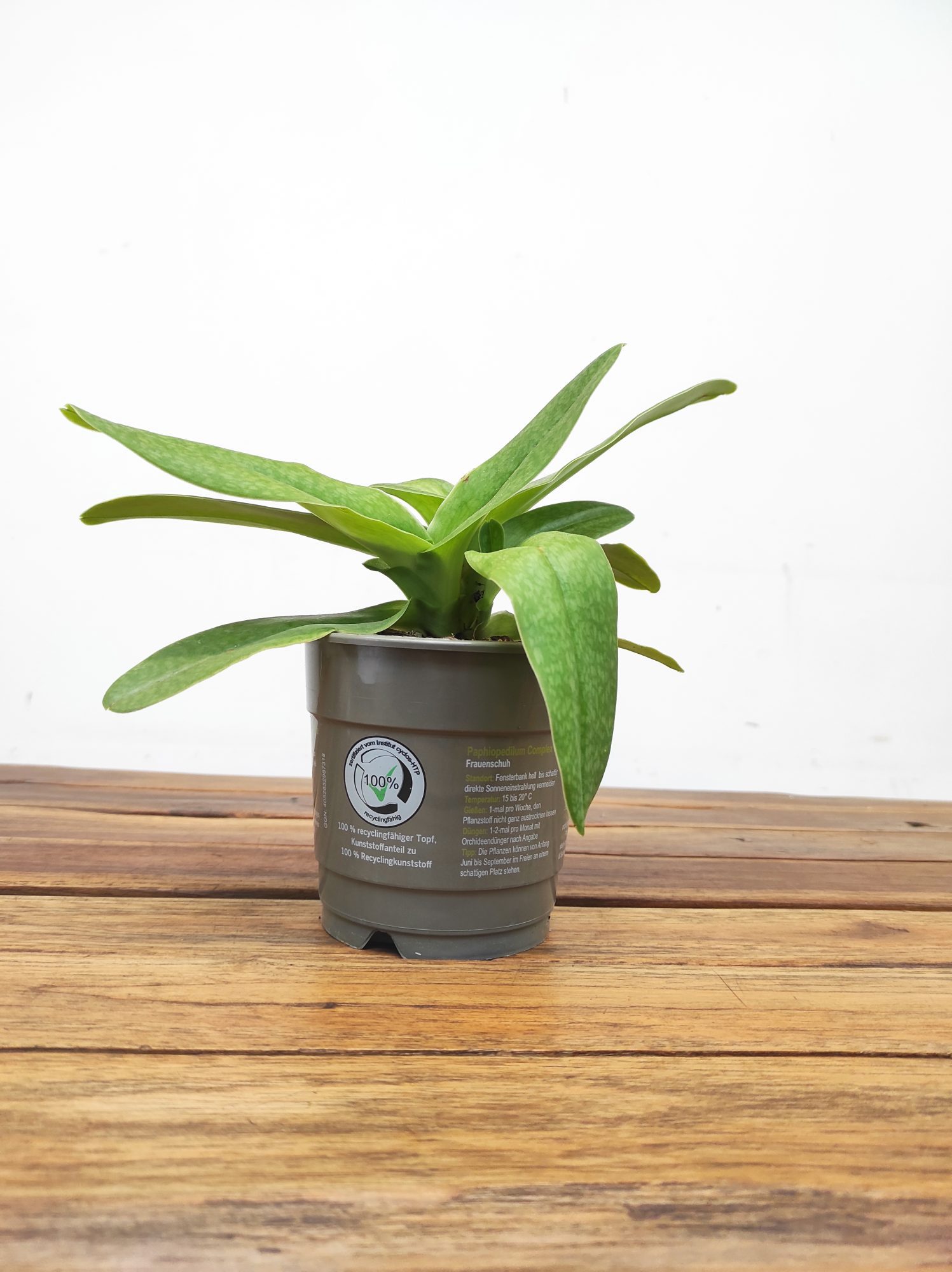 Paphiopedilum Sem Flor V.12 - Image 2