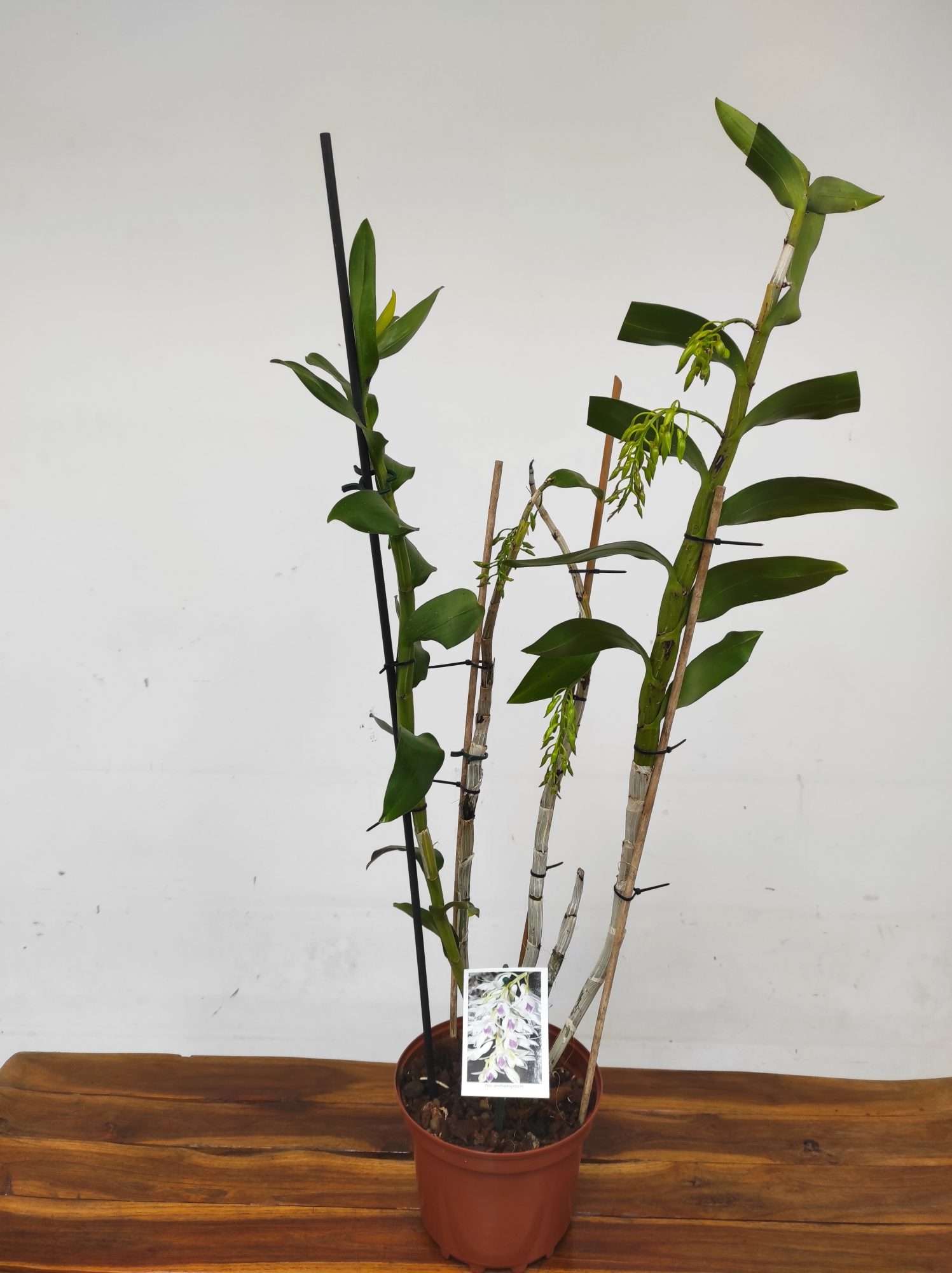 Dendrobium Amethystoglossum - V.19 - Image 2