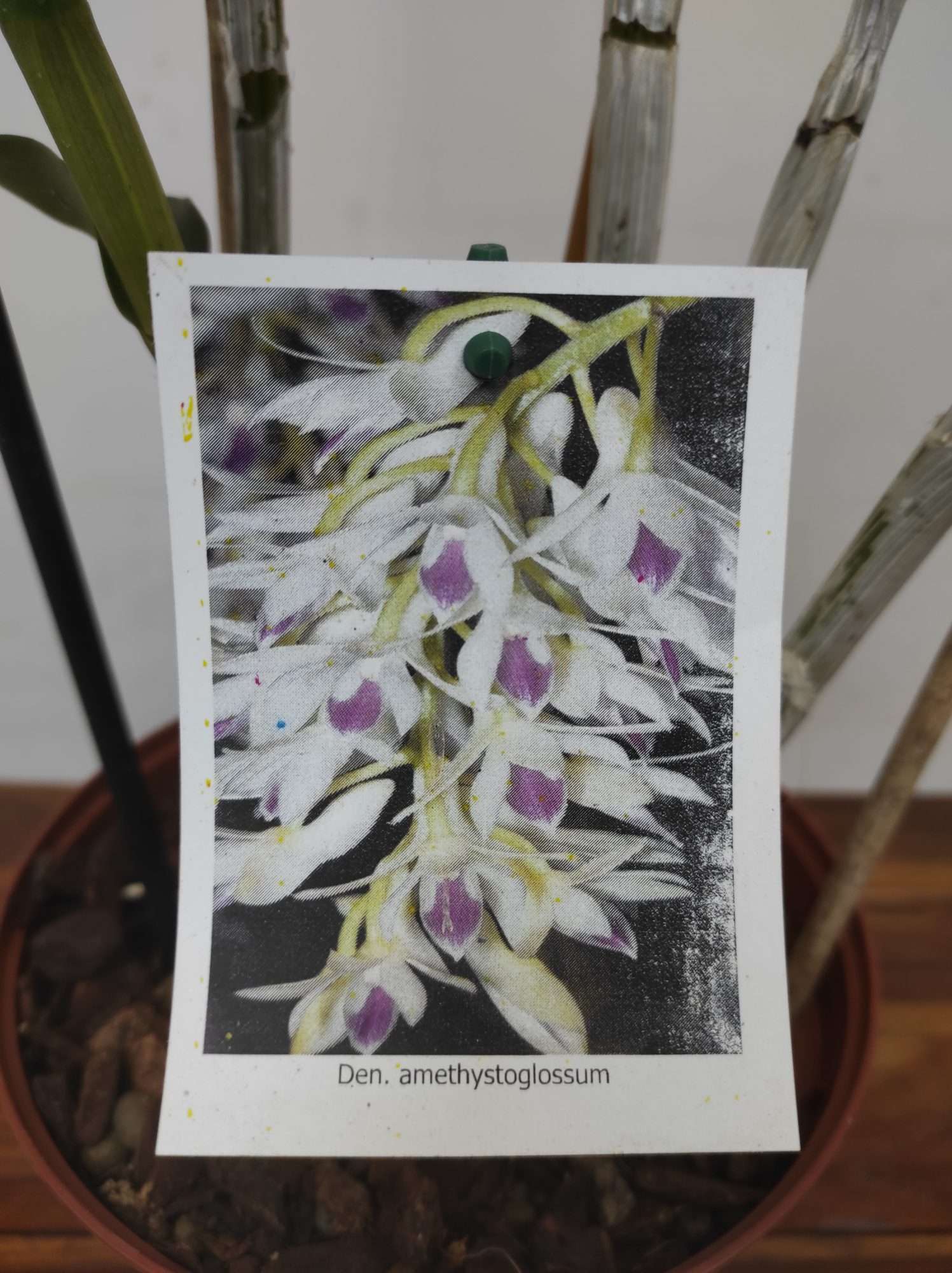 Dendrobium Amethystoglossum - V.19 - Image 3
