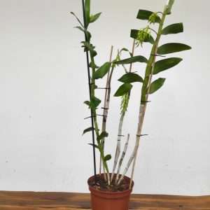 Dendrobium Amethystoglossum - V.19