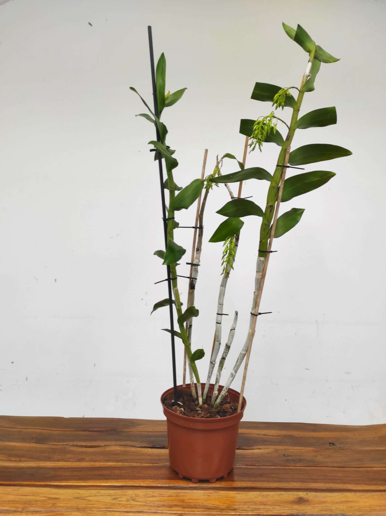 Dendrobium Amethystoglossum - V.19