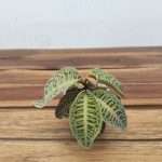 Labisia Sp Riau 'Fishbone'