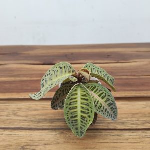 Labisia Sp Riau 'Fishbone'