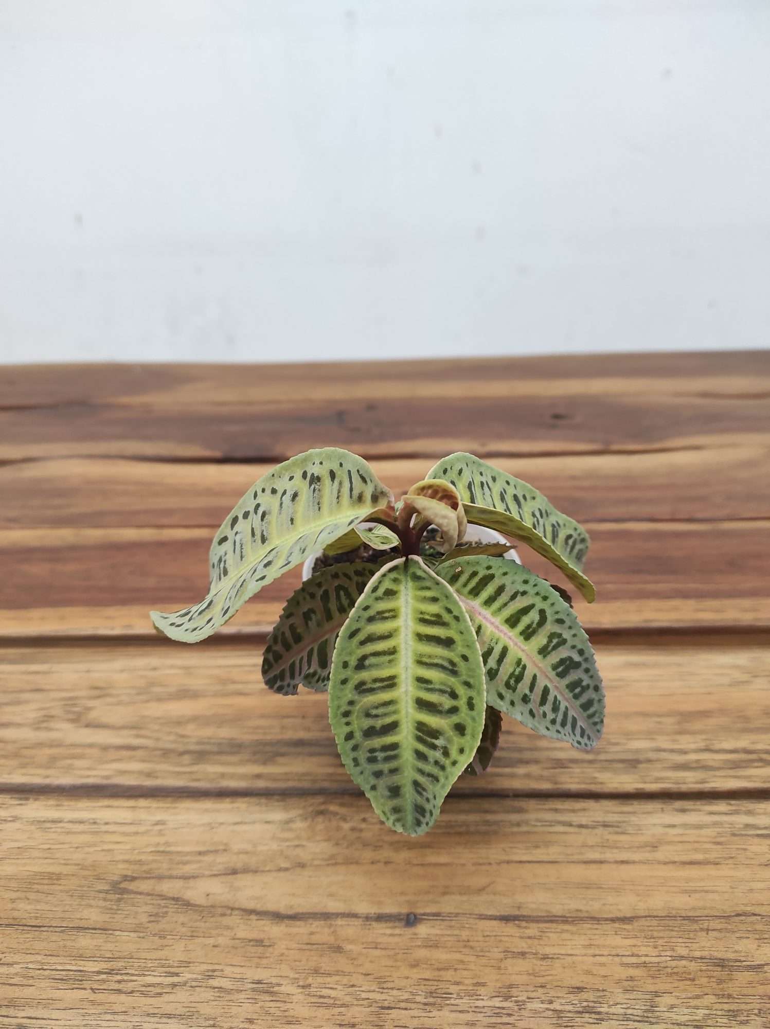 Labisia Sp Riau 'Fishbone'