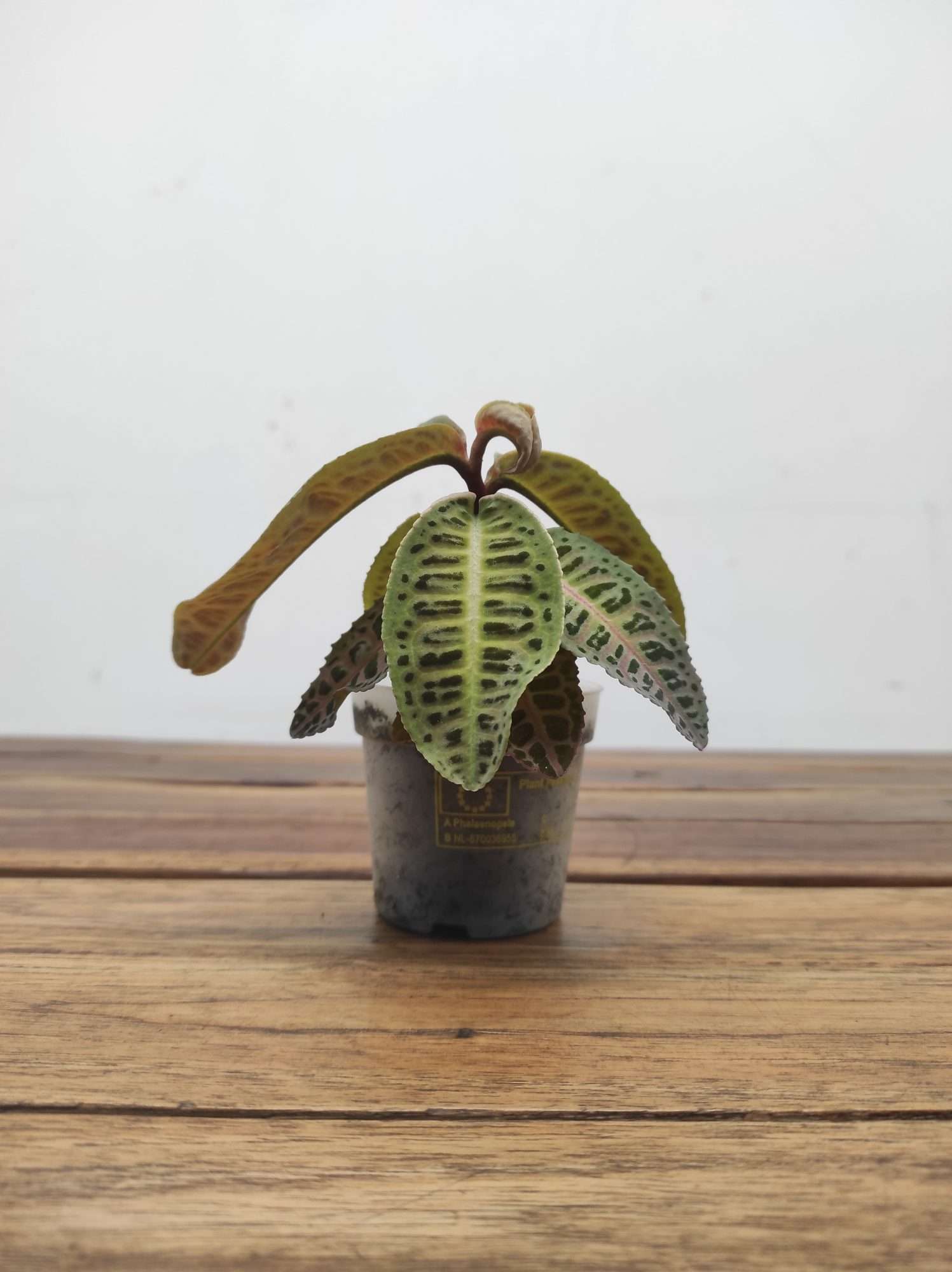 Labisia Sp Riau 'Fishbone' - Image 2