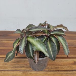 Labisia Pumila 'Stripe'