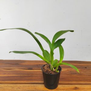 Miltonidium Painter Delight - Sem Flor