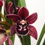 Cymbidium Semi-Pendula - 2 Hastes