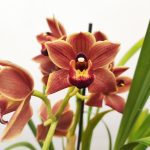 Cymbidium Semi-Pendula - 1 Haste