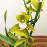 Cymbidium Tiger Tail - 2 Hastes