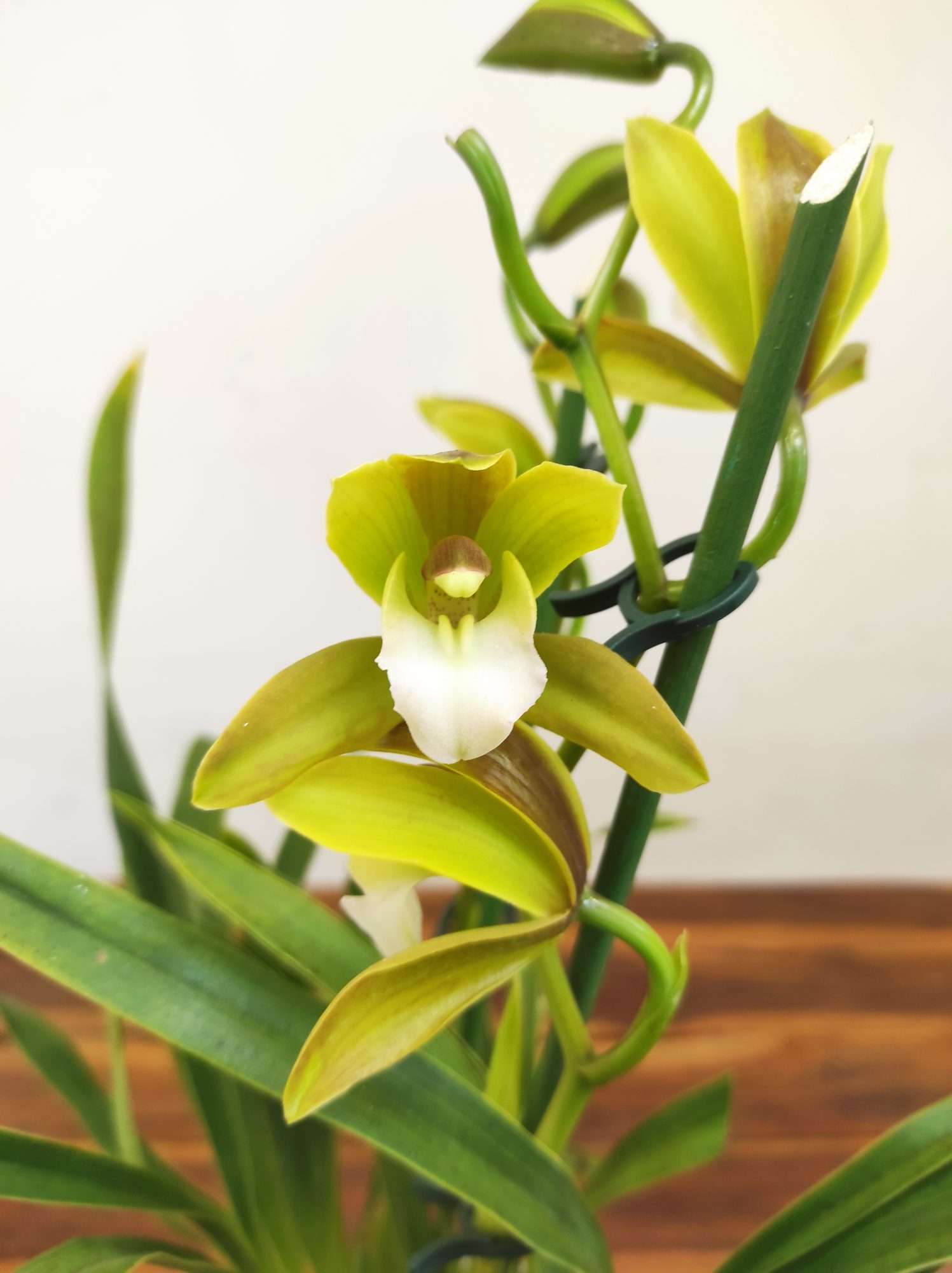Cymbidium Tiger Tail - 2 Hastes