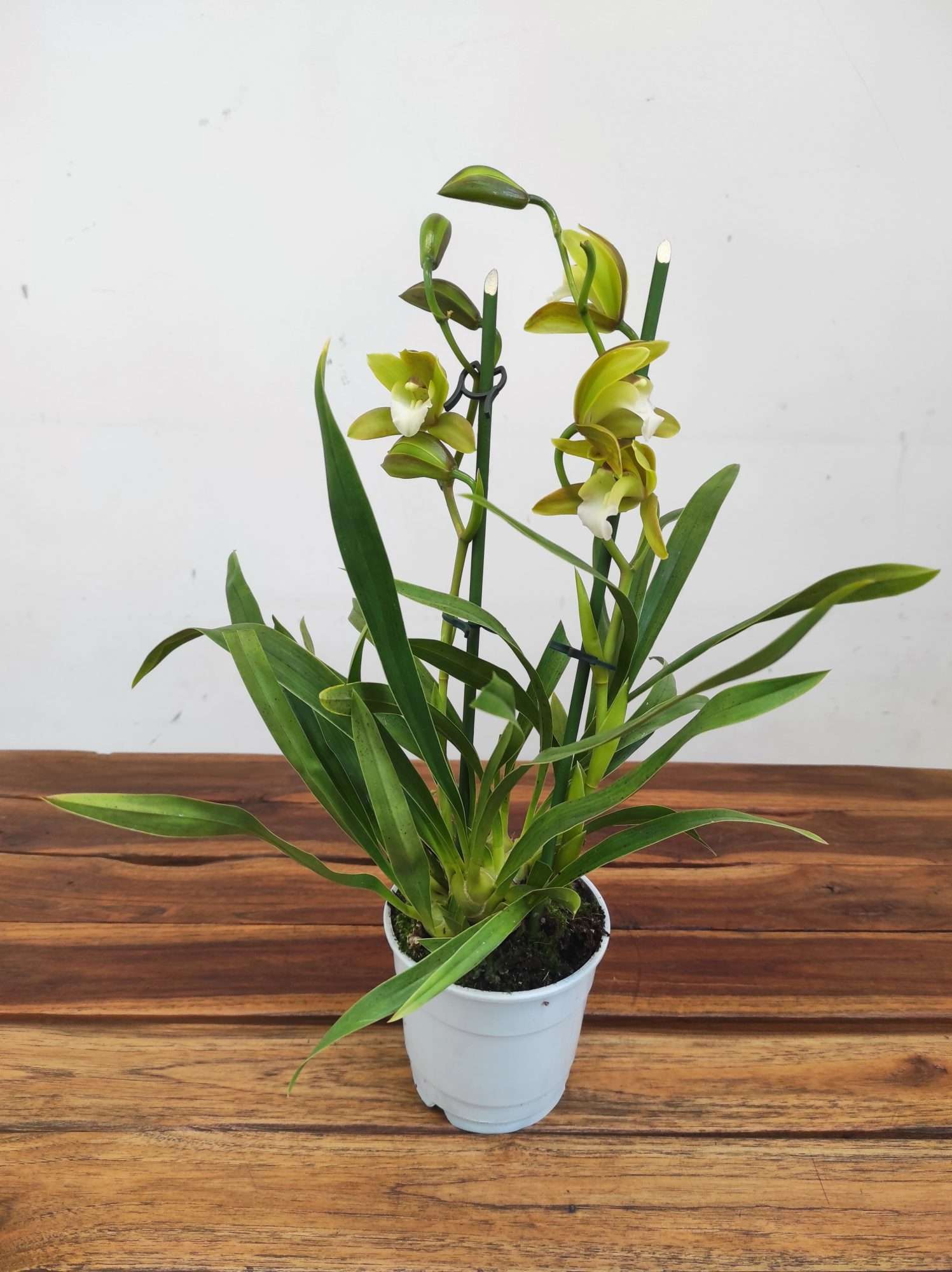 Cymbidium Tiger Tail - 2 Hastes - Image 3