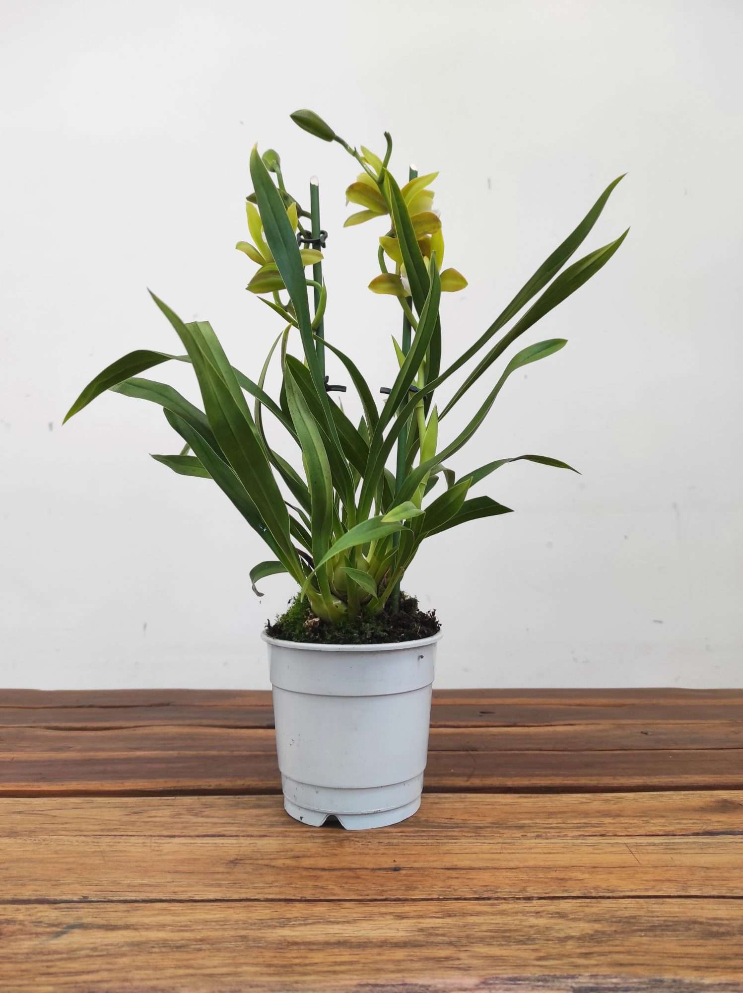 Cymbidium Tiger Tail - 2 Hastes - Image 2