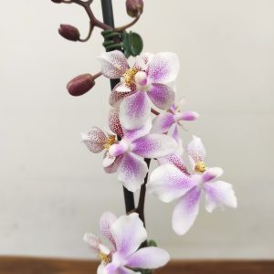 Phalaenopsis V.12