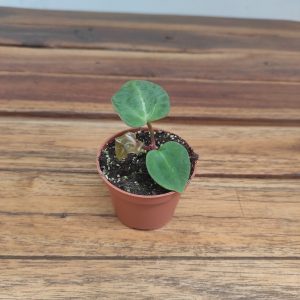 Anthurium Crystallinum