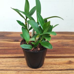 Dendrobium Kingianum x Periculatum - Sem Flor