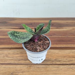 Paphiopedilum Sem Flor - V.9