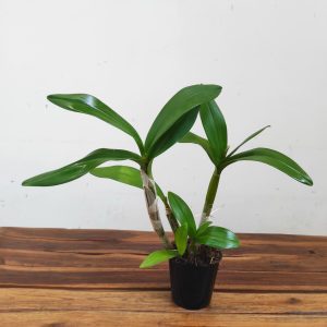 Dendrobium Ida Sem Flor - V.12