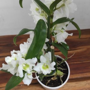 Dendrobium Nobile Star Class