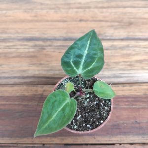 Anthurium Crystallinum