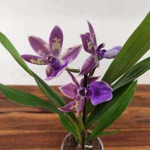 Brassia V.9