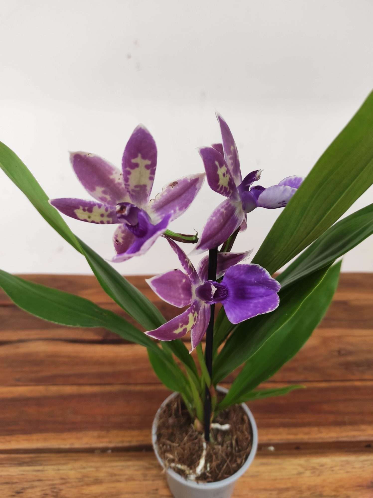 Brassia V.9