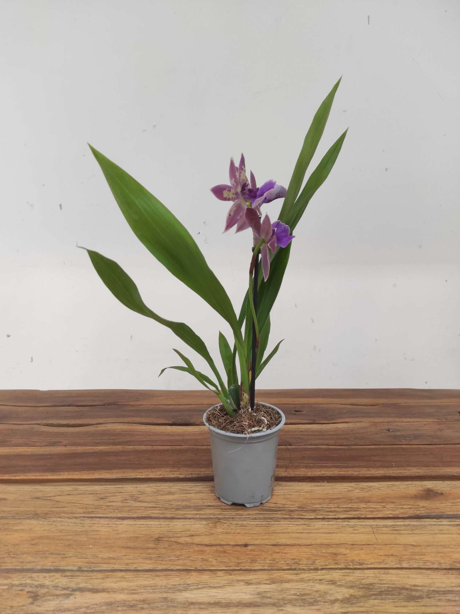 Brassia V.9 - Image 2