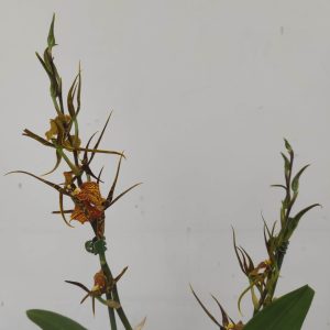 Brassia Summer Dream - 2 Hastes