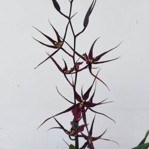 Brassia 'Summer Dream' Zwart