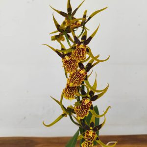 Brassia Summer Dream