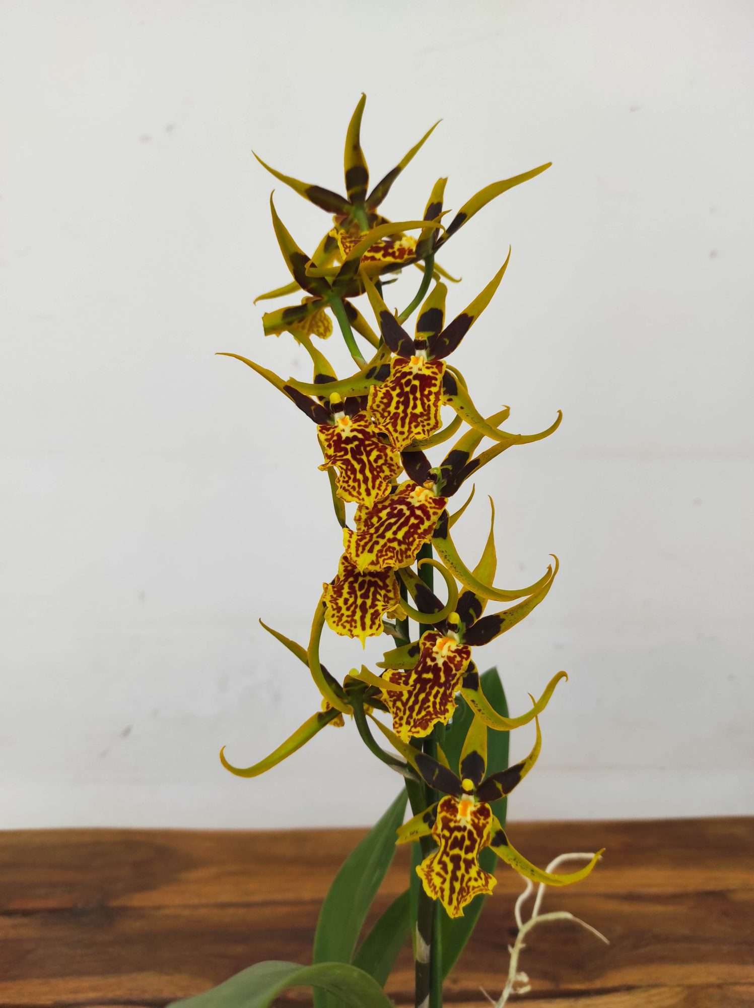 Brassia Summer Dream
