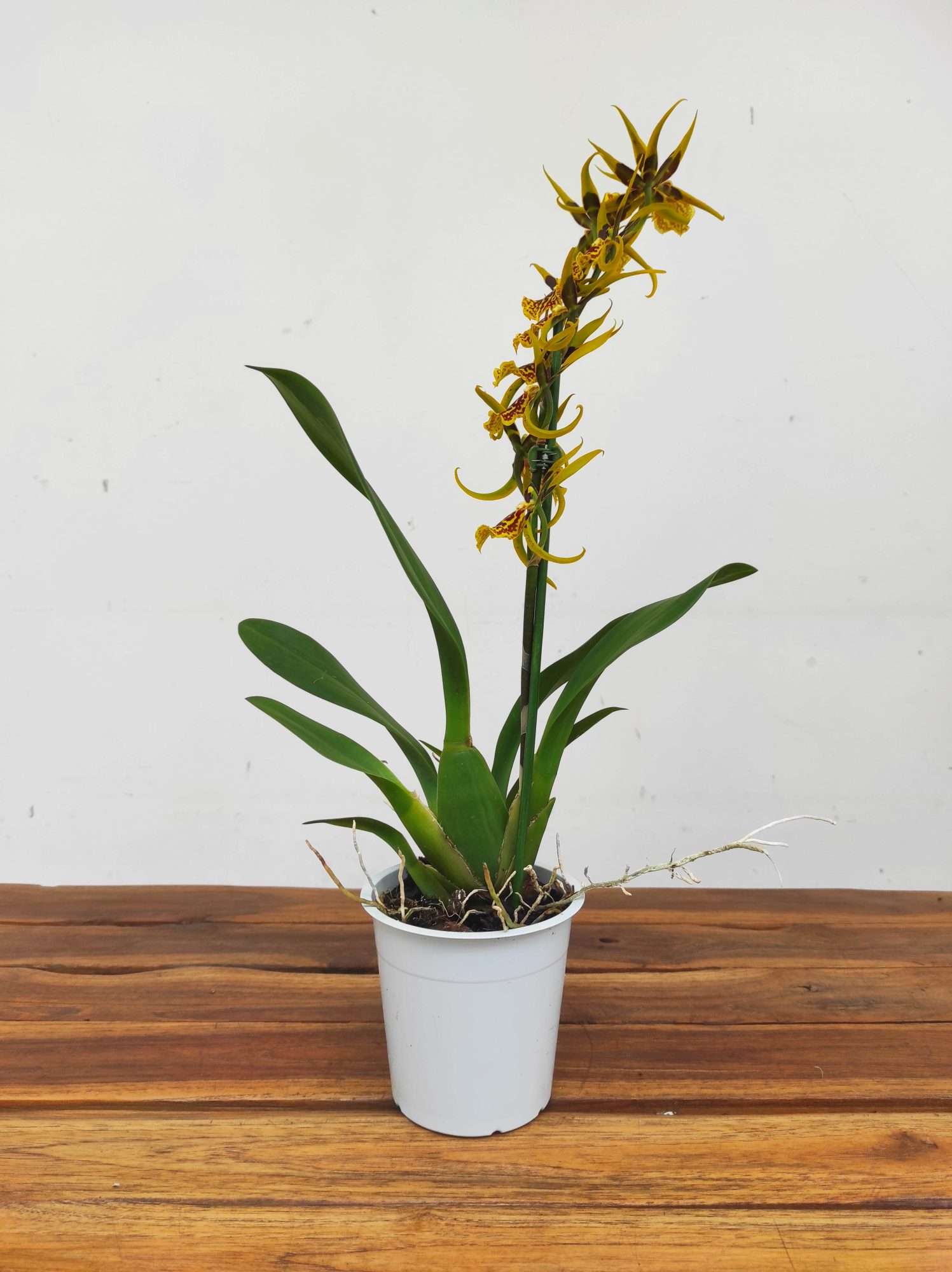 Brassia Summer Dream - Image 2