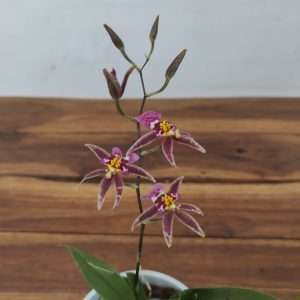 Brassia Summer Dream