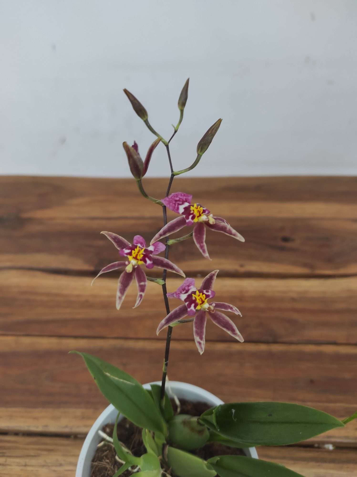 Brassia Summer Dream