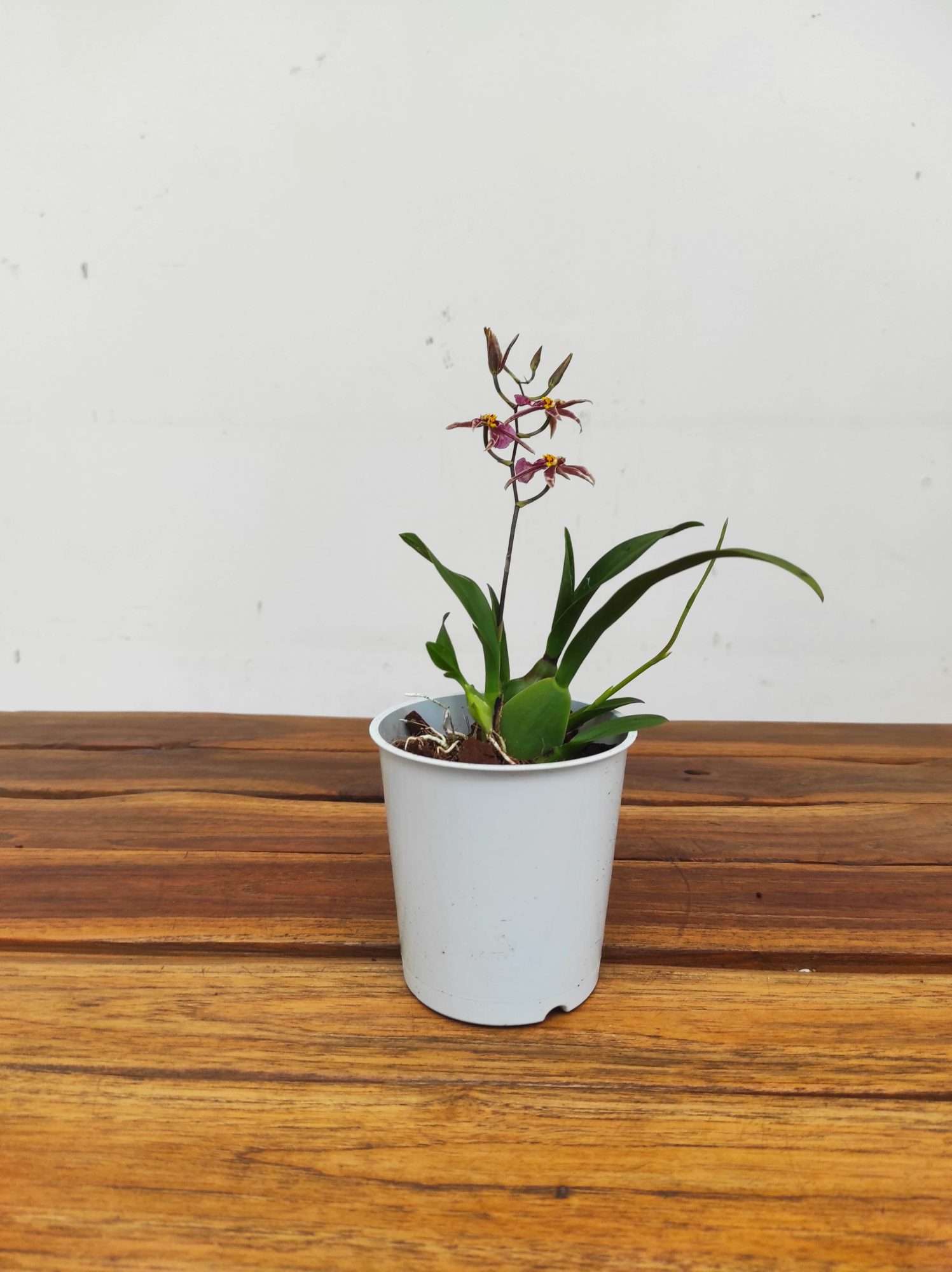 Brassia Summer Dream - Image 2