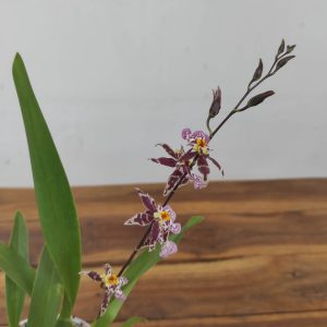 Brassia Summer Dream