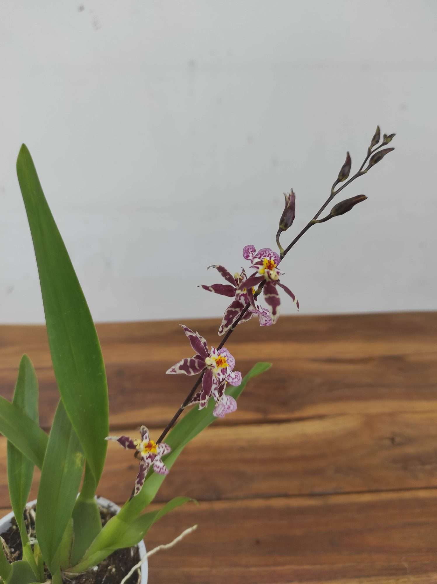 Brassia Summer Dream