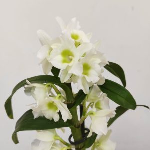 Dendrobium Nobile Apollon - 1 Haste