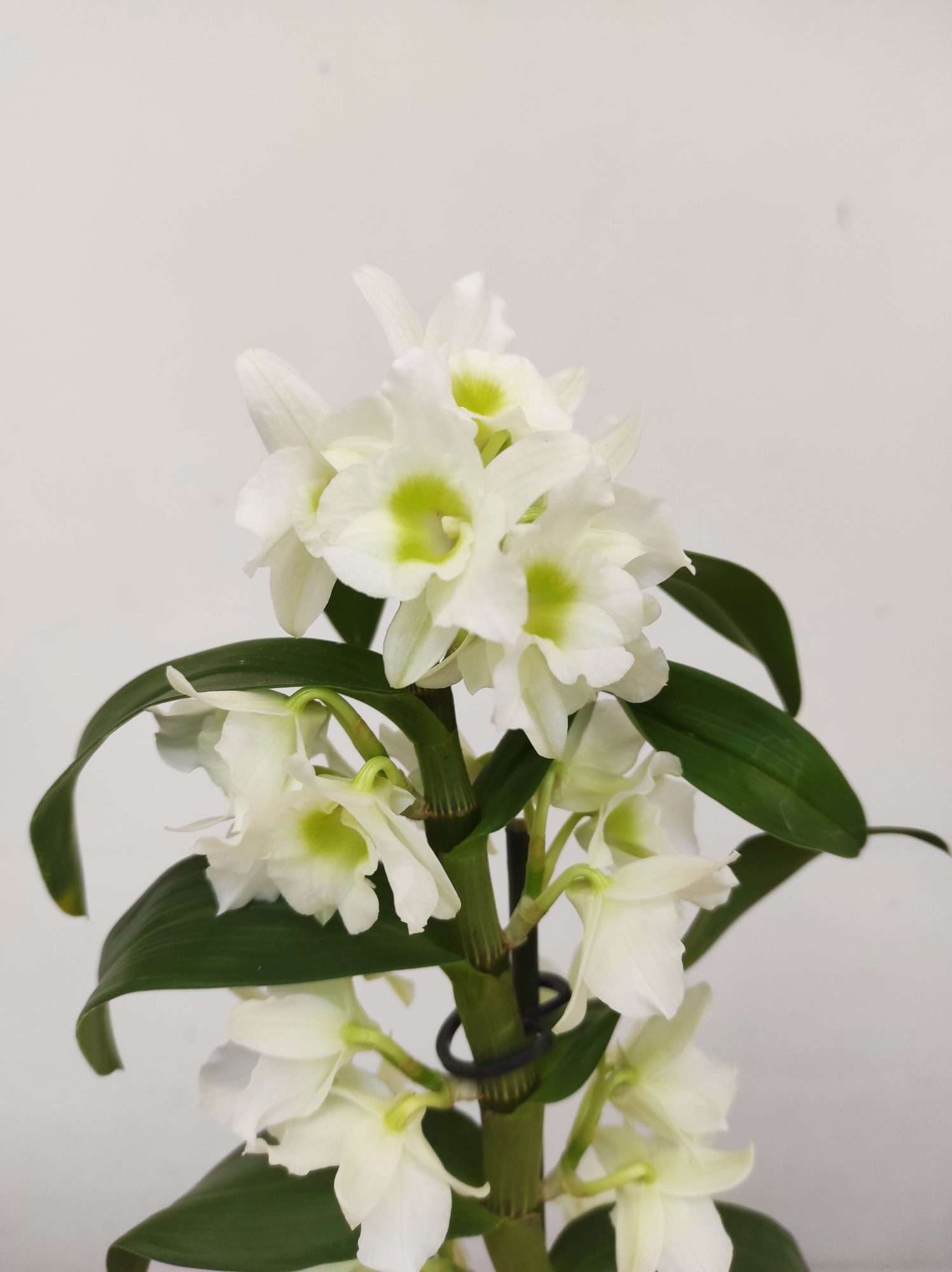 Dendrobium Nobile Apollon - 1 Haste