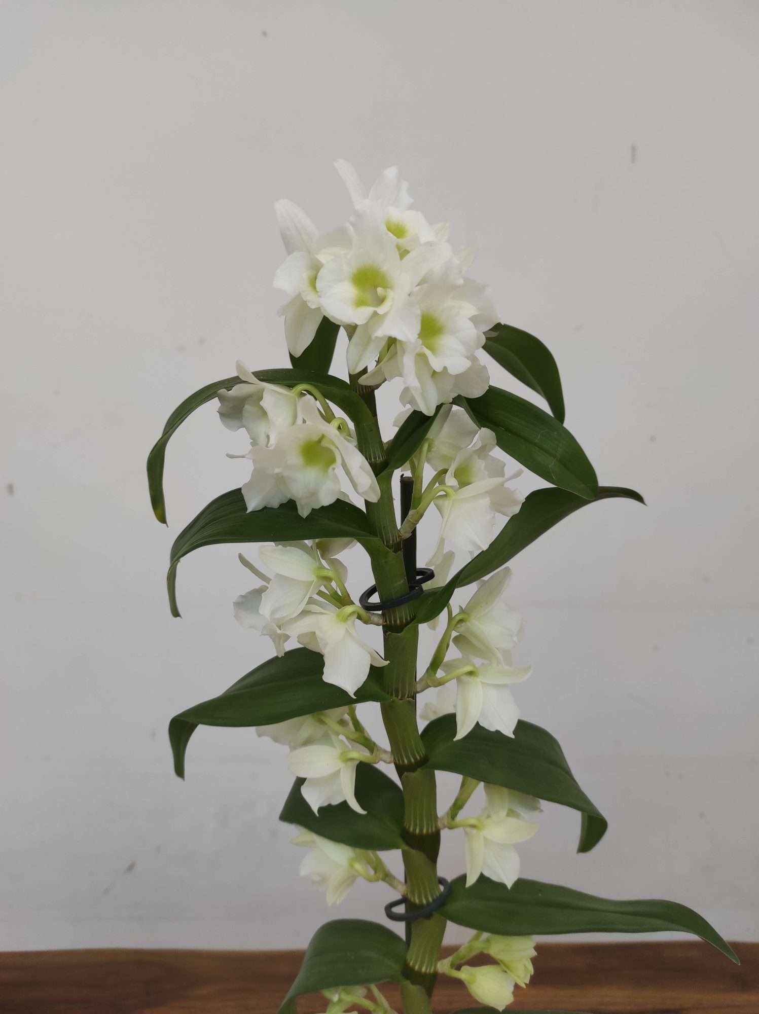 Dendrobium Nobile Apollon - 1 Haste - Image 3